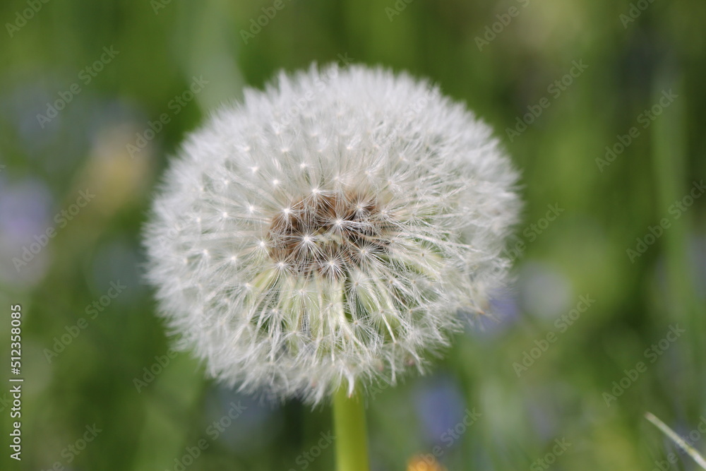 close up of dandelion seeds