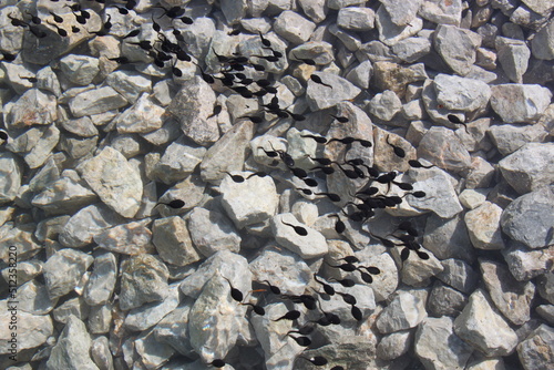 Wallpaper Mural hundreds of tadpoles in the water - stones in the background Torontodigital.ca