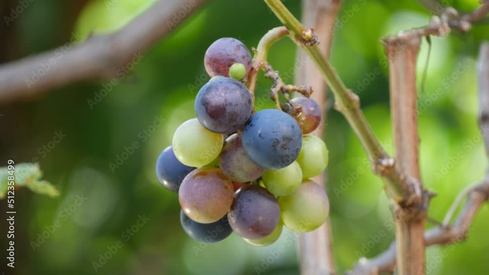 Bunches of fresh grapes hanging from the vineyard Bunches of fresh grapes hanging from the vineyard