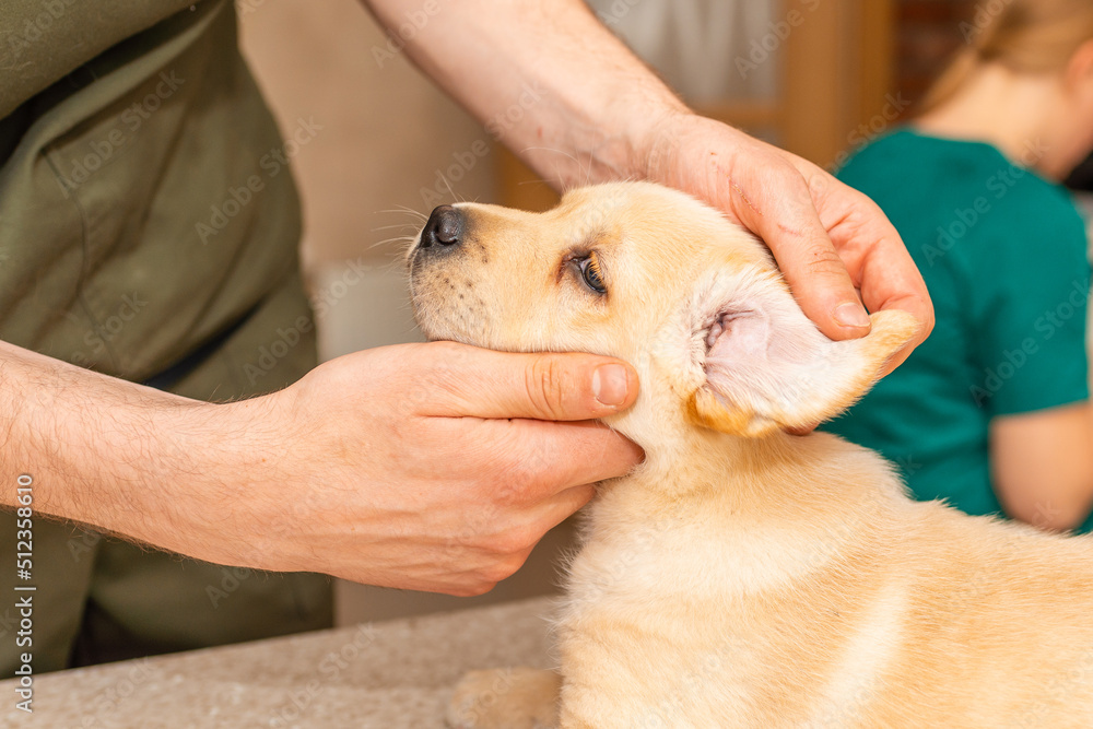 Veterinarian examining ears of cute puppy labrador dog at vet clinic.