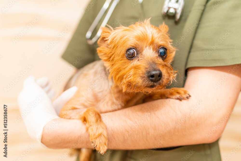 Doctor veterinarian at clinic holding little sick dog Yorkshire Terrier on hands at office clinic. Doctor veterinarian at clinic holding little sick dog Yorkshire Terrier on hands at office clinic.