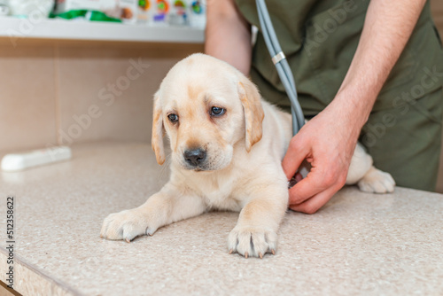 Vet listening to the heart with a stethoscope labrador puppy dog during medical examination at the veterinary clinic.