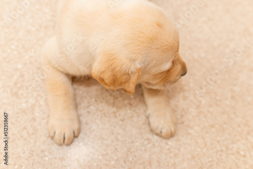 Cute Labrador puppy dog on a table, top view.