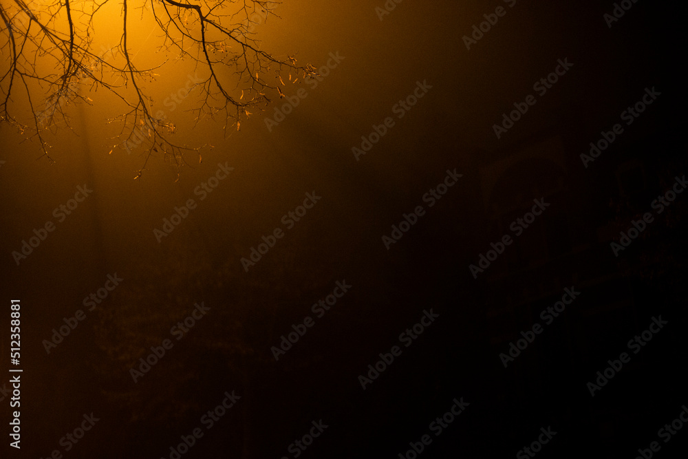 Obraz premium winter tree at night