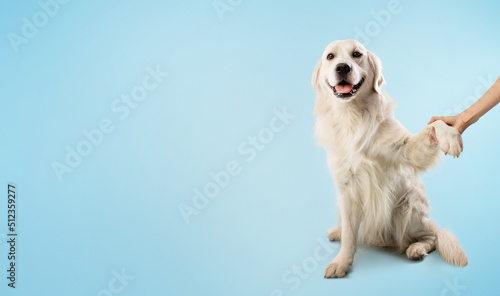 Woman training her smart golden retriever dog to give a paw, pet sitting on blue background, panorama, free space