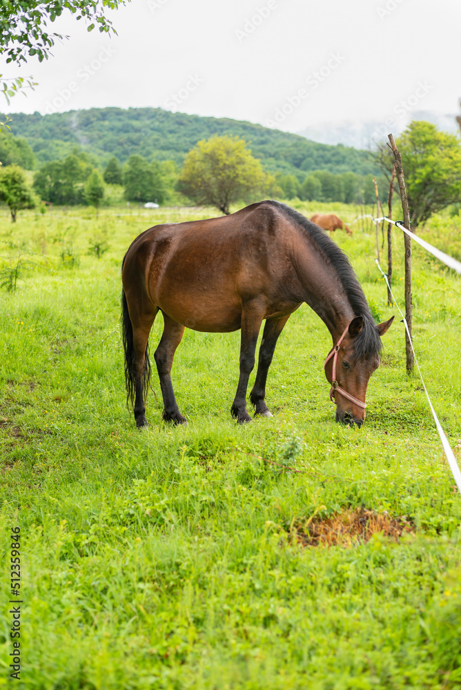 Mountain horse grazes grass on green meadow on cloudy summer day Mountain horse grazes grass on green meadow on cloudy summer day