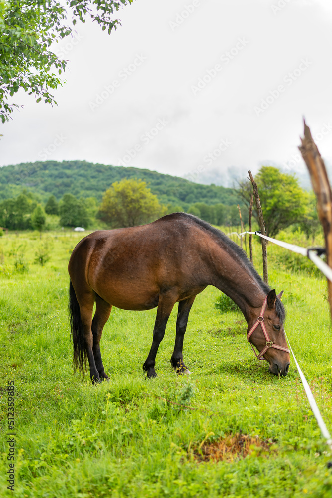 Mountain horse grazes grass on green meadow on cloudy summer day Mountain horse grazes grass on green meadow on cloudy summer day
