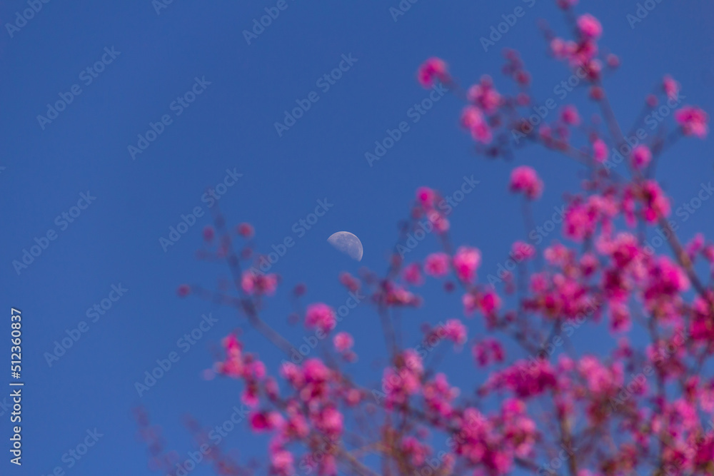 A lua no céu durante o dia, entre flores cor-de-rosa nos galhos de uma árvore chamada Nó de Porco. (Physocalymma scaberrimum) A lua no céu durante o dia, entre flores cor-de-rosa nos galhos de uma árvore chamada Nó de Porco. (Physocalymma scaberrimum)