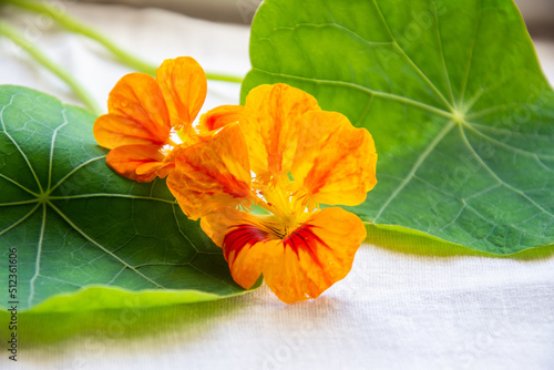 capuchinha leaves and flowers on the table photo