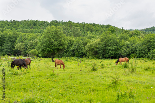 Mountain horses graze grass on green meadow on cloudy summer day