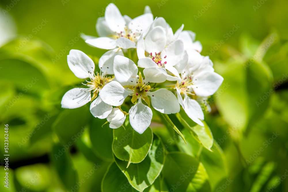 Flowering branch of pear in the garden in spring
