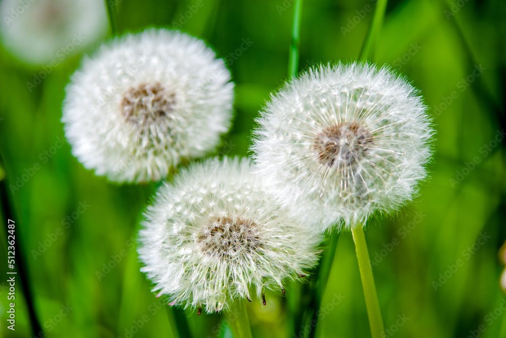 Fluffy dandelions in summer on green grass Fluffy dandelions in summer on green grass