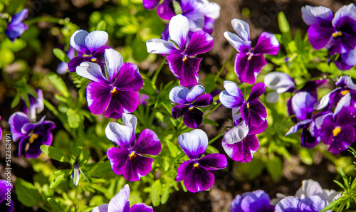 Purple violets on a green natural background 