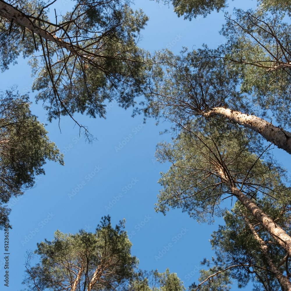 Obraz premium Bottom view of a piece of bright summer blue sky framed by the blurry tops of tall pine trees. Rest at nature