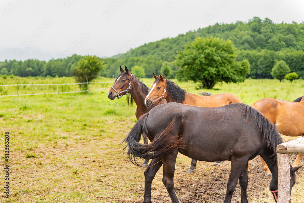Mountain horses graze grass on green meadow on cloudy summer day Mountain horses graze grass on green meadow on cloudy summer day