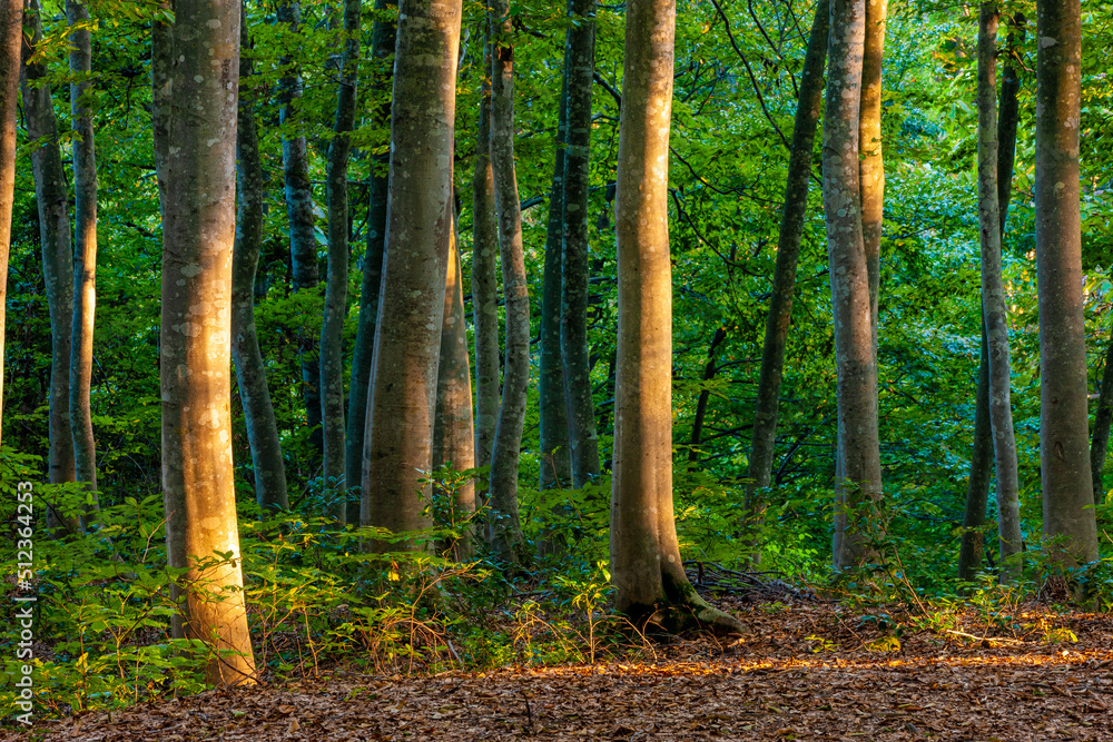 Obraz premium 美人林