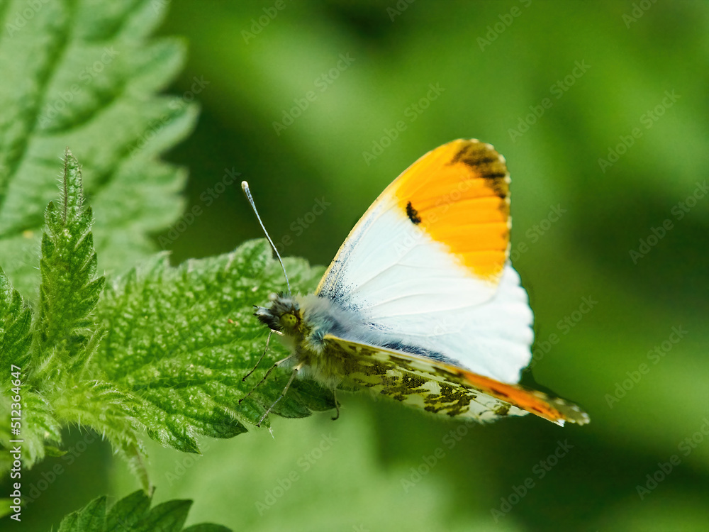 An Orange Tip Butterfly on nettles against a defocused foliage background in woodland near Cranfield, UK. An Orange Tip Butterfly on nettles against a defocused foliage background in woodland near Cranfield, UK.