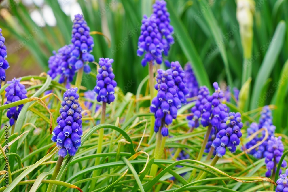 Purple blue spikes of muscari (grape hyacinth) flowers in spring Purple blue spikes of muscari (grape hyacinth) flowers in spring