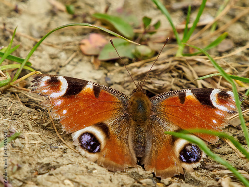 A peacock butterfly with slightly tattered wings resting in the sunshine on broken ground in woodland near Cranfield, UK. photo