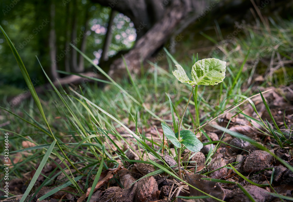 Beech (Fagus sylvatica) seedling growing in a woodland Beech (Fagus sylvatica) seedling growing in a woodland