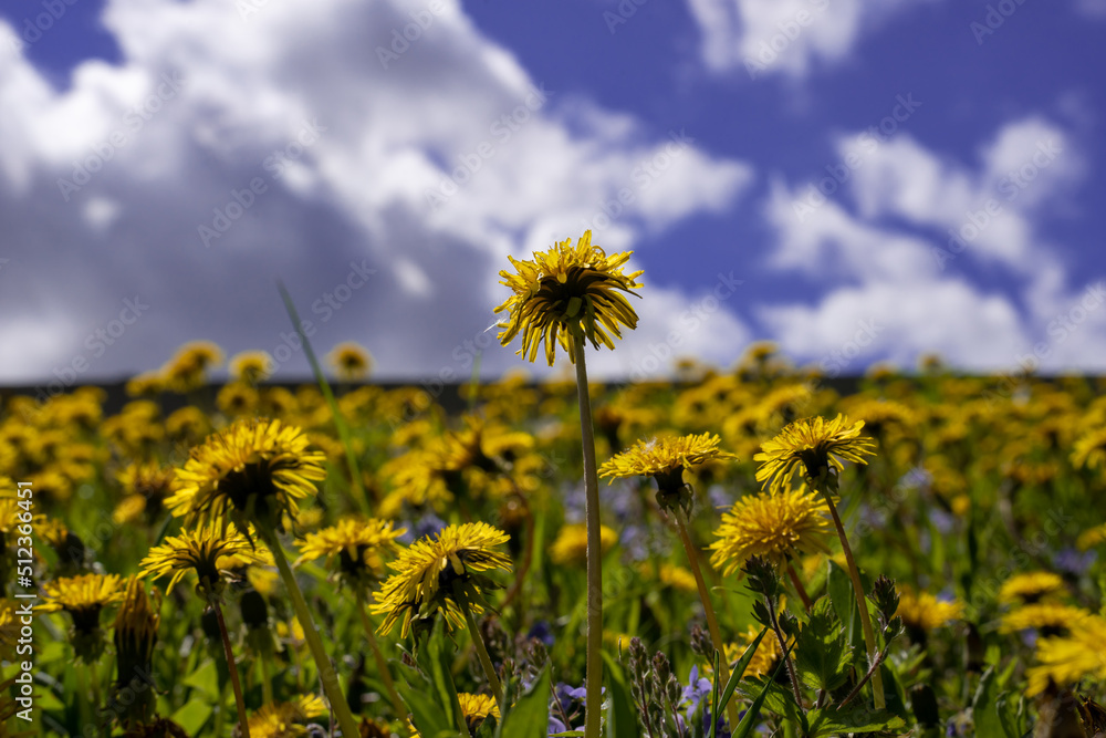 single yellow dandelion on the field of yellow dandelions with blue sky and white clouds blurred background 