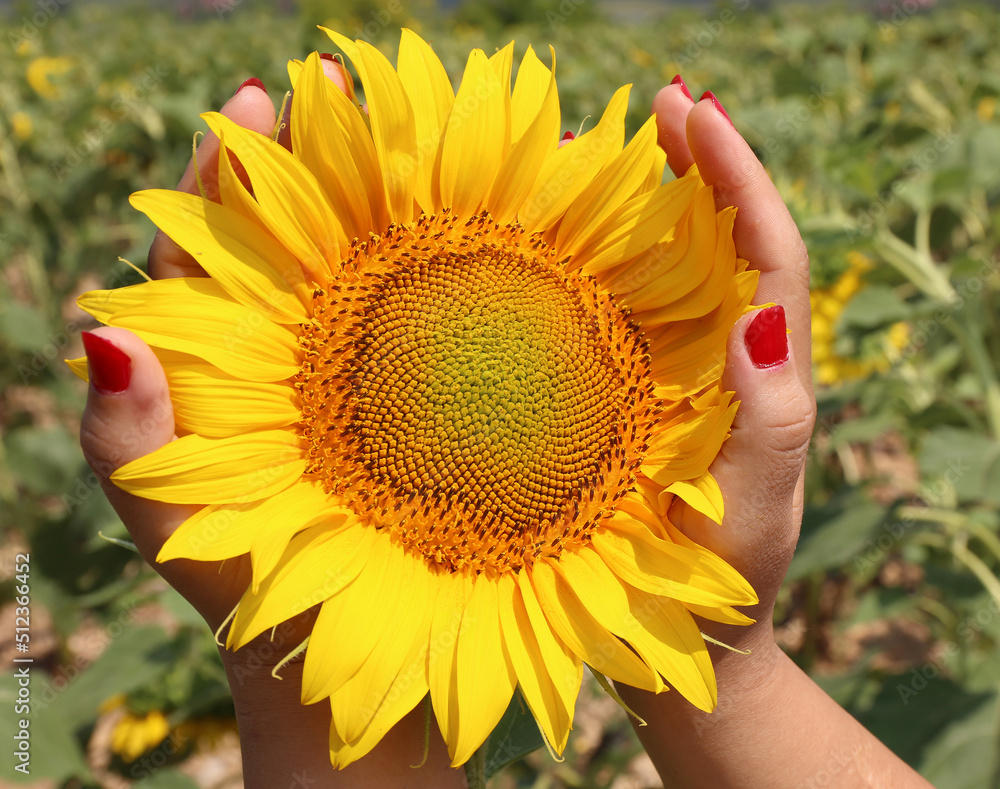 Fototapeta premium Woman hands with red nail polish holding a Sunflower