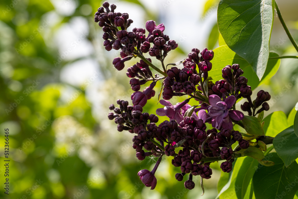 blooming branch of purple lilac with green leaf and blue sky blurred background blooming branch of purple lilac with green leaf and blue sky blurred background