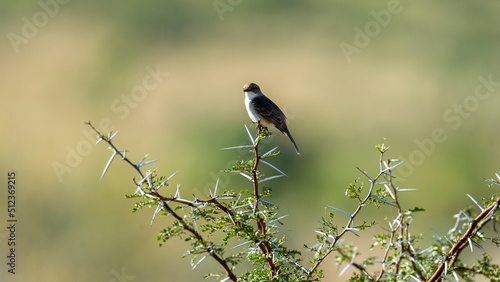 Marico Flycatcher ( Bradornis mariquensis) Pilanesberg Nature Reserve, South Africa