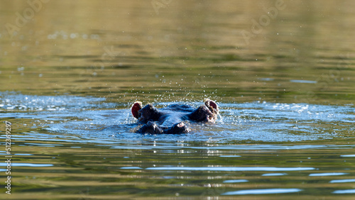 Hippopotamus ( Hippopotamus amphibius) Pilanesberg Nature Reserve, South Africa