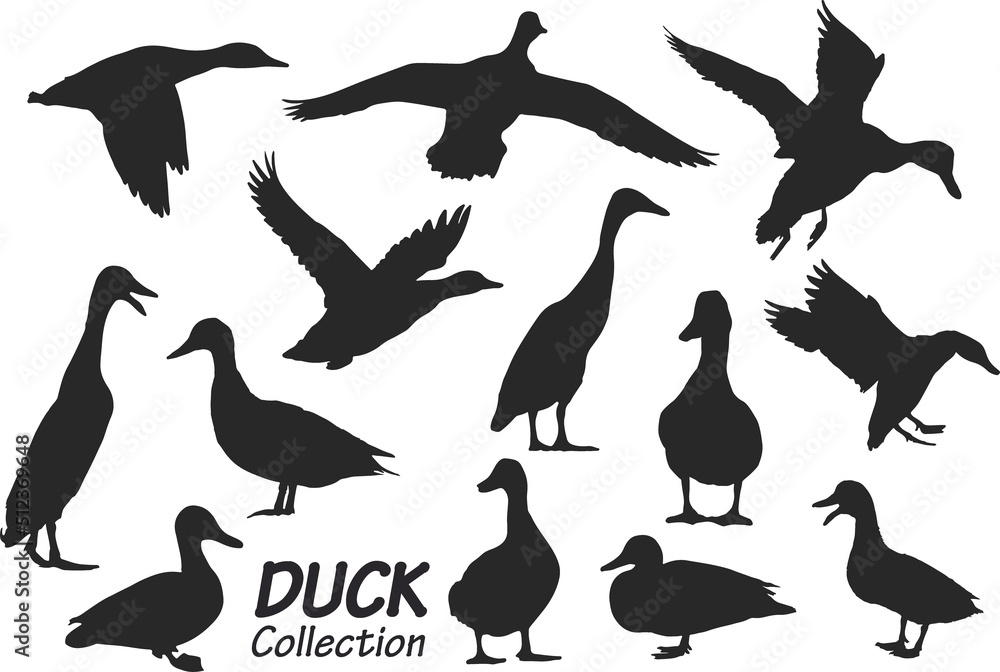 Obraz premium Duck silhouettes