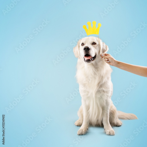 Golden retriever posing with yellow crown, owner holding stick in hand above pet's head, sitting on blue background