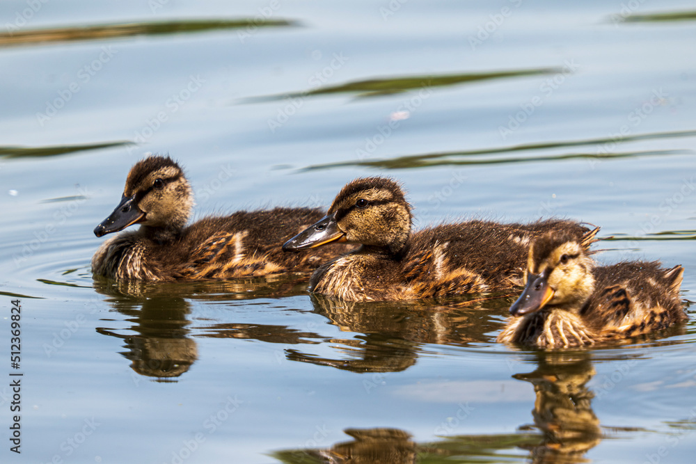 three young mallards chicks swimming three young mallards chicks swimming