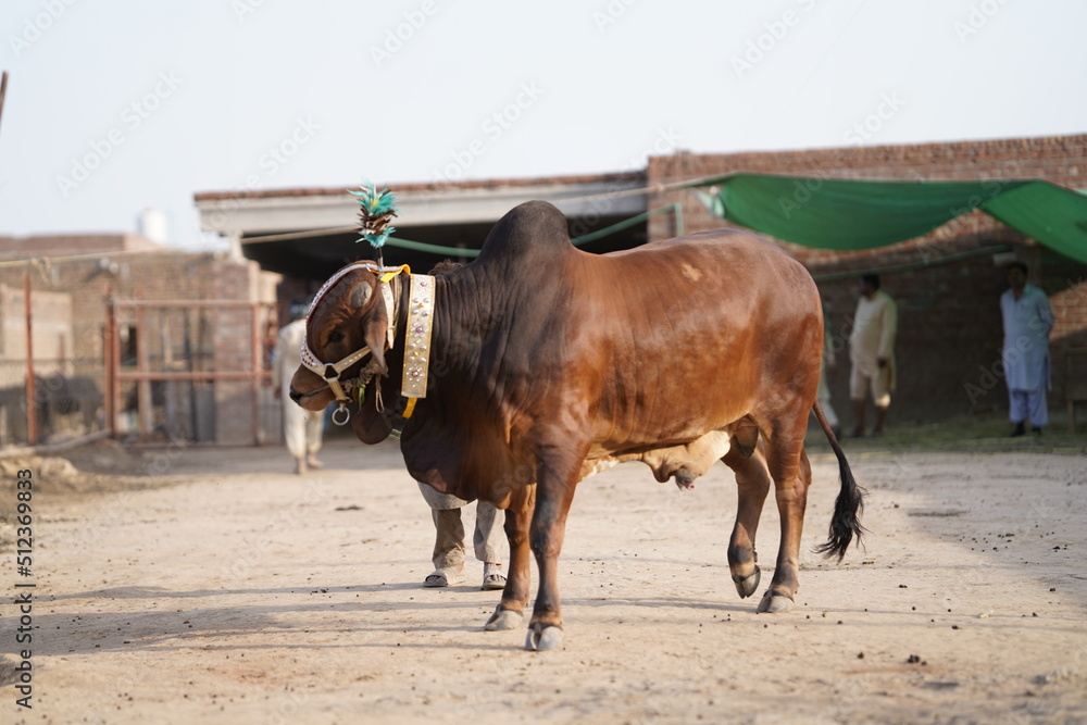 Beautiful cow is standing for sale in the market for the sacrifice feast of Eid. Beautiful cow is standing for sale in the market for the sacrifice feast of Eid.