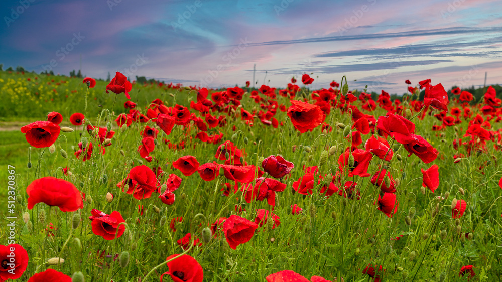 Obraz premium A field of red poppy on a summer evening. After rain.