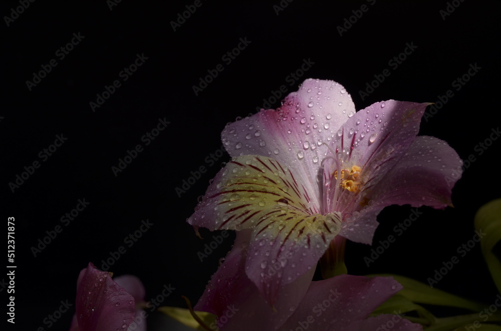 Summer flowers on a black background with dew Summer flowers on a black background with dew