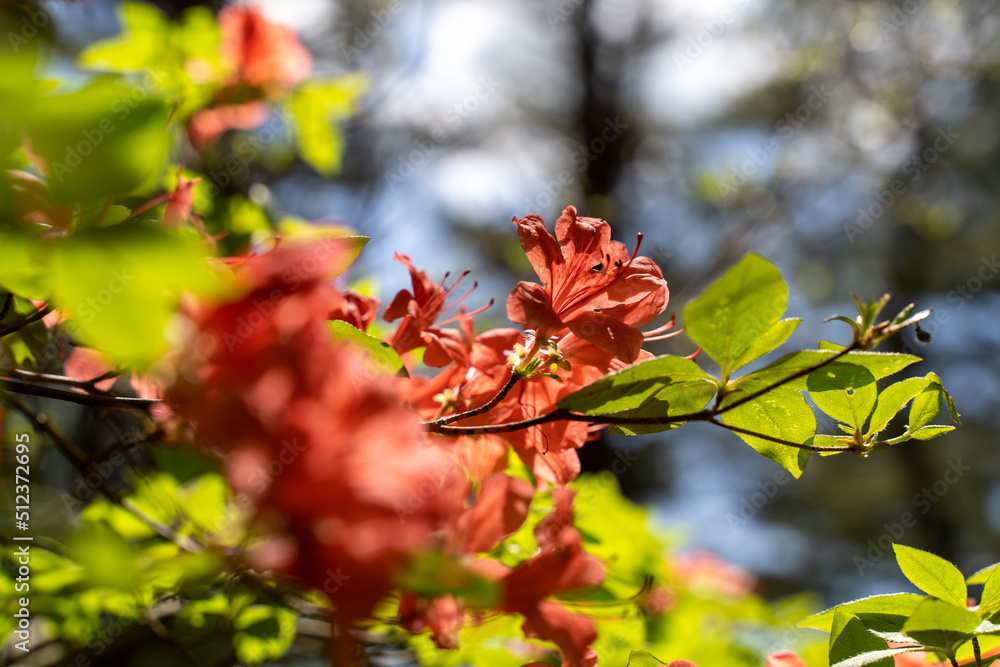 乾徳山の花 乾徳山の花