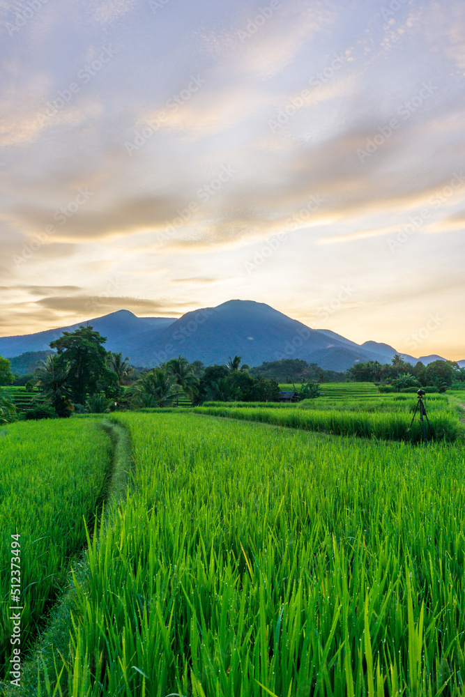 view of green rice fields with morning dew and mountains at sunrise in Indonesia
