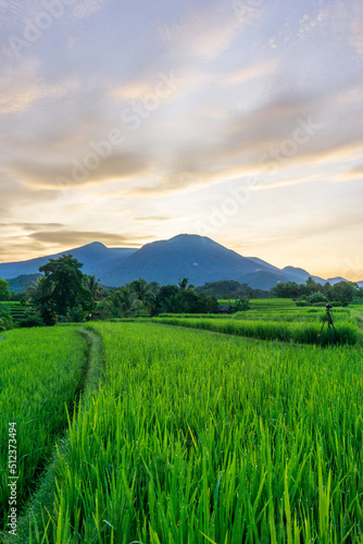 view of green rice fields with morning dew and mountains at sunrise in Indonesia © RahmadHimawan