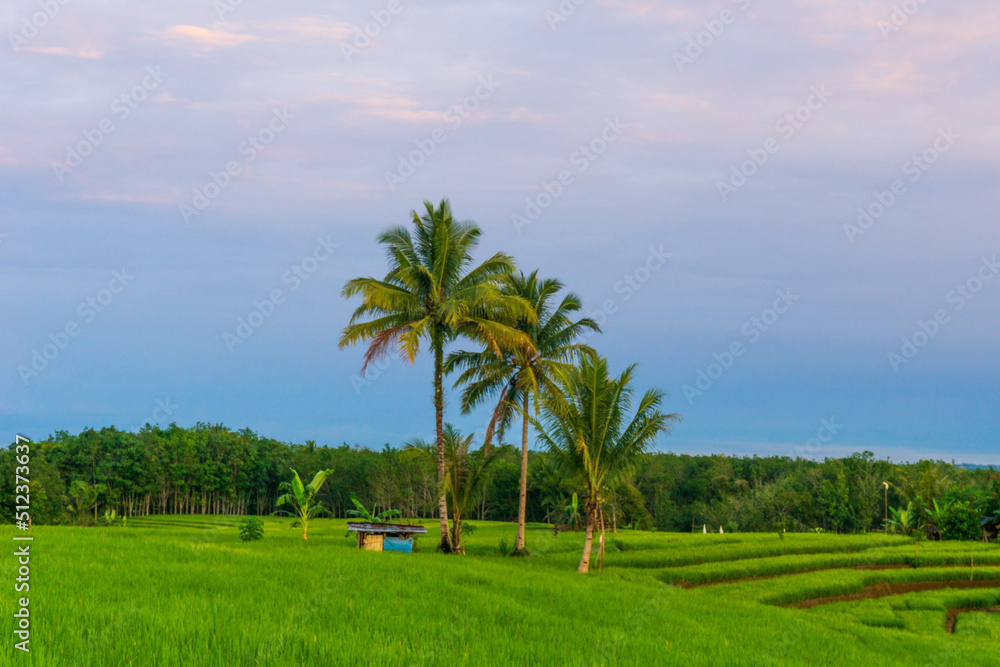 view of green rice fields with coconut trees in the morning