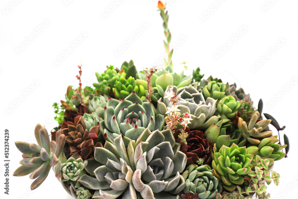 Fototapeta premium 色彩鮮やかな多肉植物の寄植え