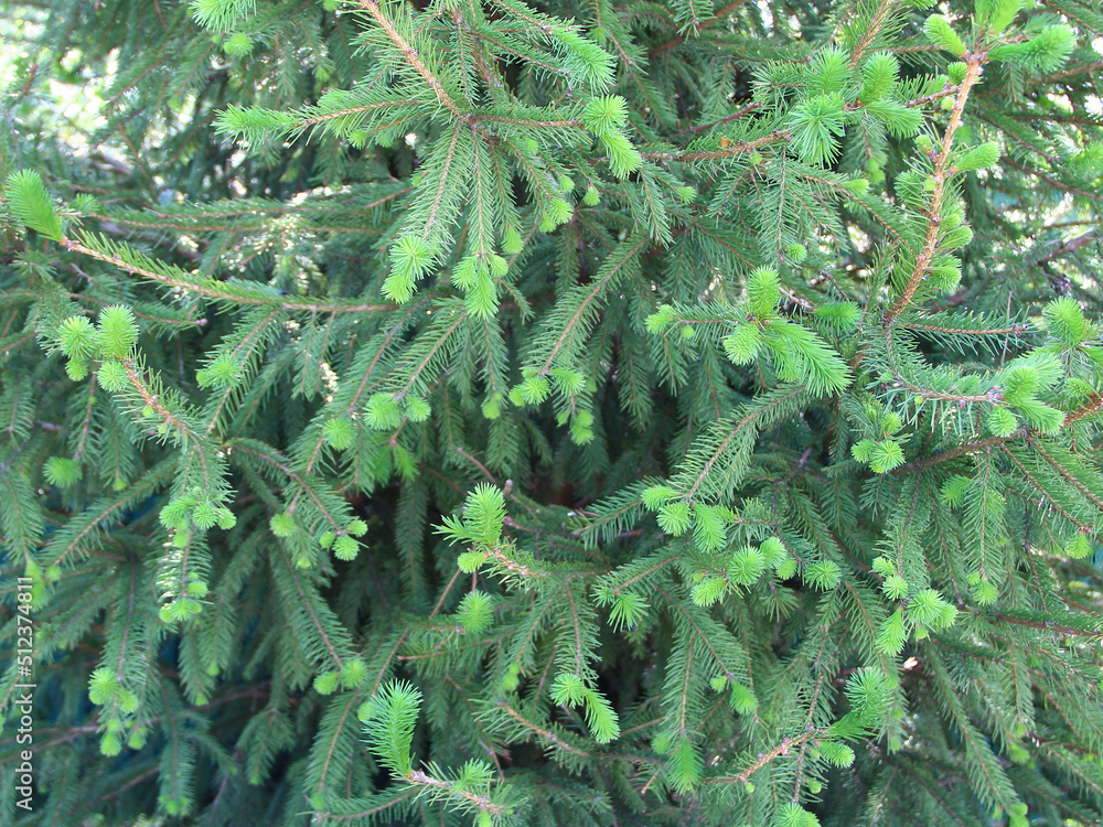 Fototapeta premium Spruce with young green branches