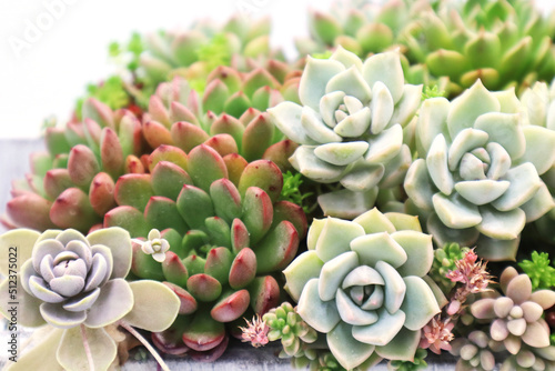色彩鮮やかな多肉植物の寄植え