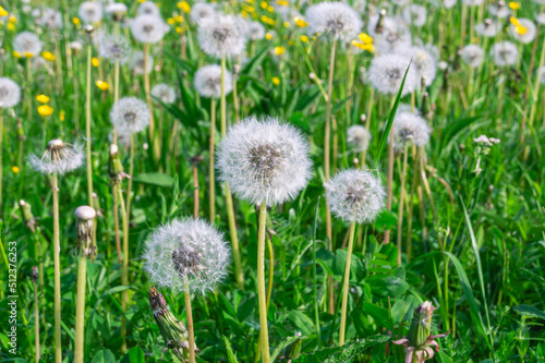 A field with white dandelions. Summer meadow in the countryside.