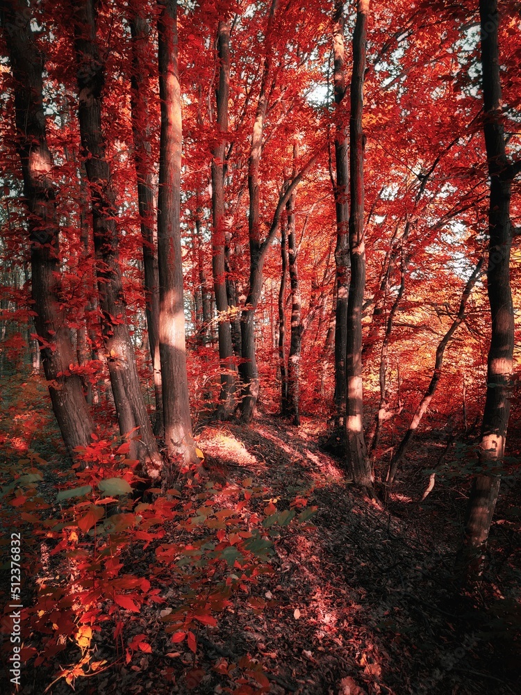 Fototapeta premium Fairy autumn forest in red tones. Colorful leaves on the trees. Magical place. Nature for background, fall colors.