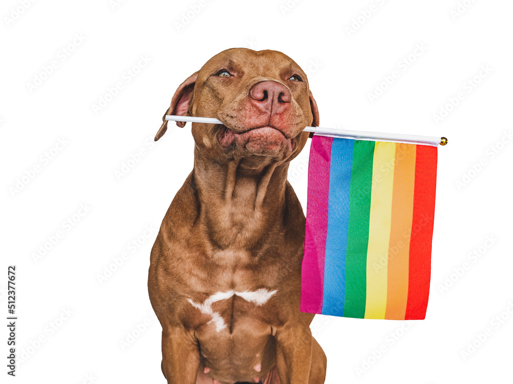Lovable, pretty dog and Rainbow Flag. Closeup, indoors. Studio photo. Congratulations for family, loved ones, relatives, friends and colleagues. Pets care concept