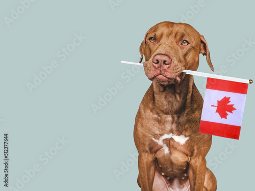 Lovable  pretty dog and Canadian Flag. Closeup  indoors. Studio photo. Congratulations for family  loved ones  relatives  friends and colleagues. Pets care concept