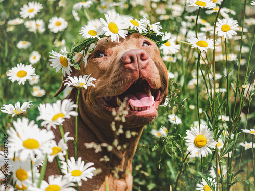 Foto Lovable, smiling dog, beautiful meadow and wreath of daisies