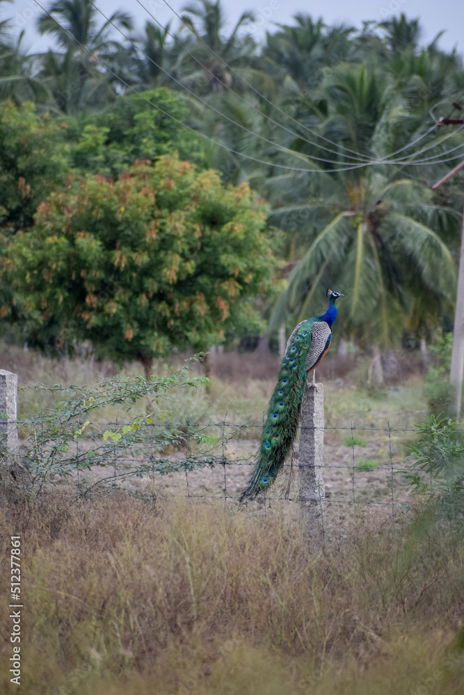 Fototapeta premium A peacock in the forest