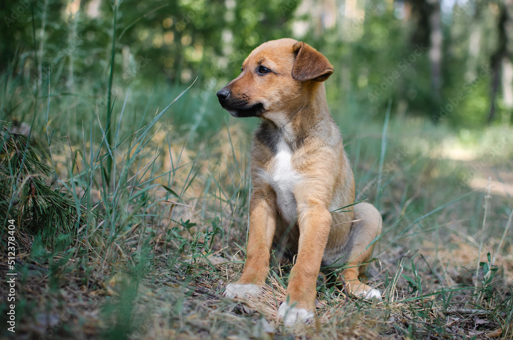 Cute red mix breed puppy in grass. Outbred dog in summer forest Cute red mix breed puppy in grass. Outbred dog in summer forest