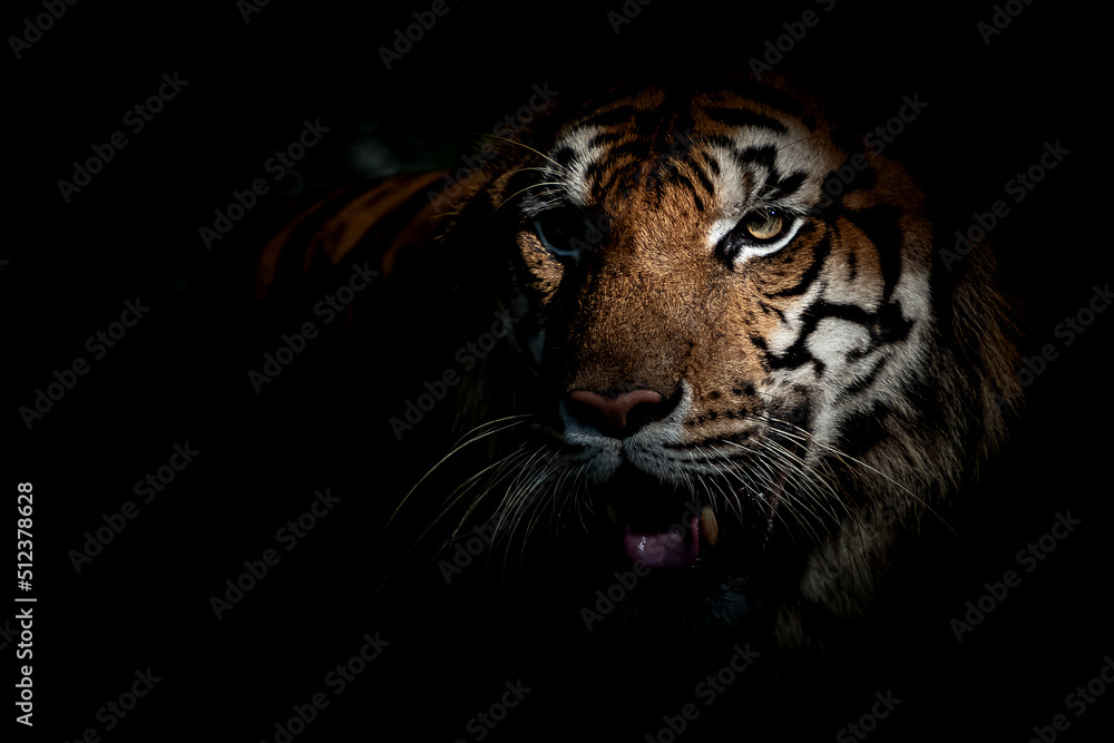 Tigers foraging in the forest at night It is the habit of mammals. Tigers foraging in the forest at night It is the habit of mammals.